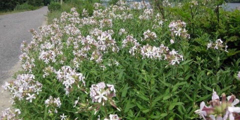Saponaria (sapunica) officinalis: fotografija bilja, ljekovita svojstva, primjena